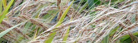 �Ñ�� ����Ă̎���̌Ñ��.net