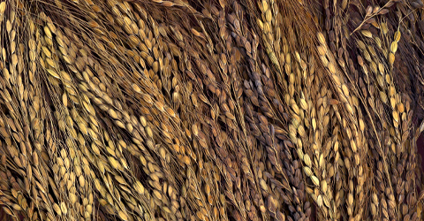 �Ñ�Ď���E�Ñ�Ė���̌Ñ��.net