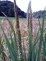 �Ñ�� ���� �ԕ� �Ε�