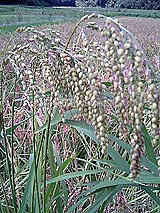 �Ñ�� ���� �ԕ� �Ε�