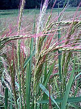 古代米 黒米 赤米 緑米