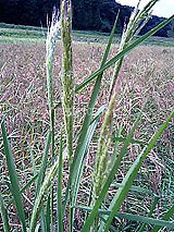 �Ñ�� ���� �ԕ� �Ε�