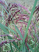 �Ñ�� ���� �ԕ� �Ε�