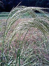 古代米 黒米 赤米 緑米