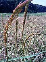 �Ñ�� ���� �ԕ� �Ε�