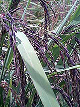 古代米 黒米 赤米 緑米