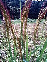 �Ñ�� ���� �ԕ� �Ε�