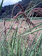 �Ñ�� ���� �ԕ� �Ε�