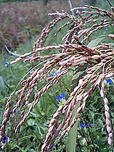 古代米 黒米 赤米 緑米