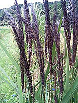 �Ñ�� ���� �ԕ� �Ε�