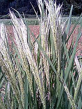 �Ñ�� ���� �ԕ� �Ε�