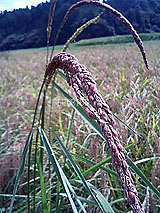 古代米 黒米 赤米 緑米