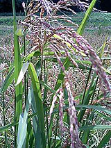 �Ñ�� ���� �ԕ� �Ε�