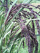 古代米 黒米 赤米 緑米