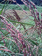 �Ñ�� ���� �ԕ� �Ε�