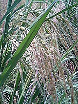 �Ñ�� ���� �ԕ� �Ε�