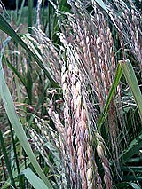 古代米 黒米 赤米 緑米