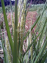 �Ñ�� ���� �ԕ� �Ε�