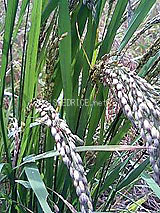 �Ñ�� ���� �ԕ� �Ε�