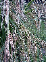 �Ñ�� ���� �ԕ� �Ε�