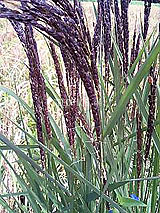 �Ñ�� ���� �ԕ� �Ε�