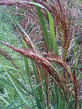 古代米 黒米 赤米 緑米