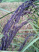 �Ñ�� ���� �ԕ� �Ε�