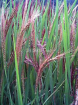 古代米 黒米 赤米 緑米