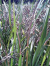 �Ñ�� ���� �ԕ� �Ε�