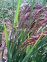 古代米 黒米 赤米 緑米