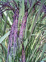 古代米 黒米 赤米 緑米