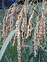 �Ñ�� ���� �ԕ� �Ε�