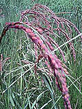 �Ñ�� ���� �ԕ� �Ε�