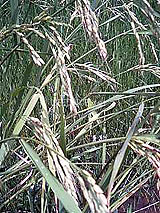 古代米 黒米 赤米 緑米