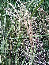 �Ñ�� ���� �ԕ� �Ε�