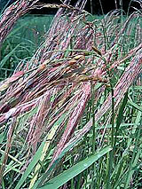 �Ñ�� ���� �ԕ� �Ε�