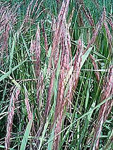 古代米 黒米 赤米 緑米