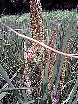 �Ñ�� ���� �ԕ� �Ε�