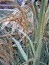 �Ñ�� ���� �ԕ� �Ε�