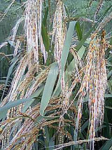 古代米 黒米 赤米 緑米