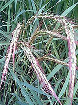 �Ñ�� ���� �ԕ� �Ε�