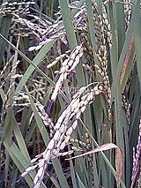 �Ñ�� ���� �ԕ� �Ε�