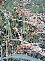 古代米 黒米 赤米 緑米