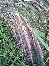 �Ñ�� ���� �ԕ� �Ε�