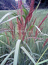 古代米 黒米 赤米 緑米