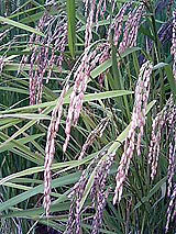 �Ñ�� ���� �ԕ� �Ε�