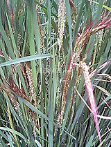 �Ñ�� ���� �ԕ� �Ε�