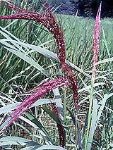 古代米 黒米 赤米 緑米