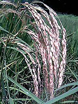 �Ñ�� ���� �ԕ� �Ε�