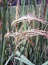 �Ñ�� ���� �ԕ� �Ε�